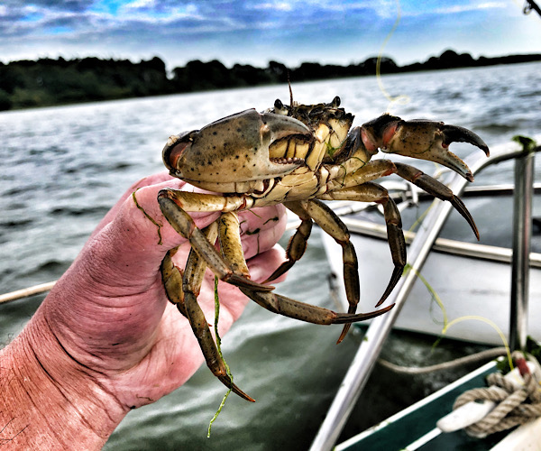 British Shore crab 