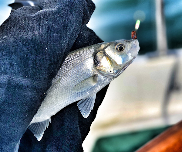 A Sea bass The River Deben