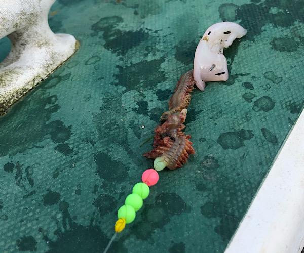 Ragworm and squid fishing bait