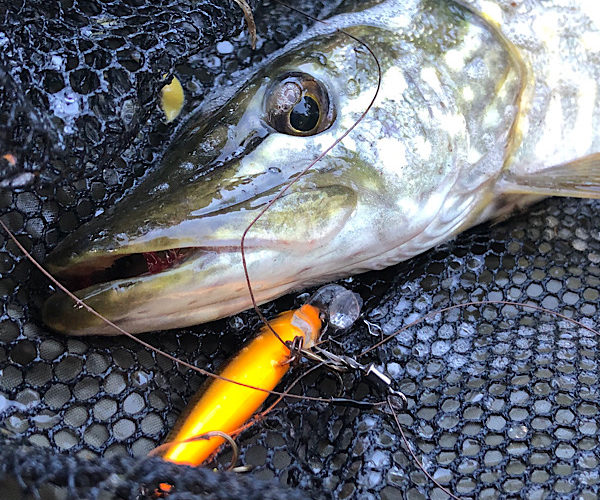 In Search of River Pike - Fishing Maverick