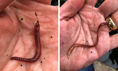 Perch love worms