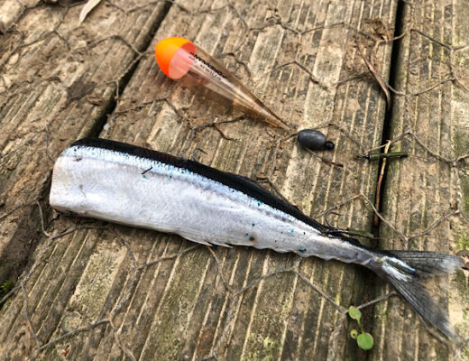 Pike Bluey dead bait