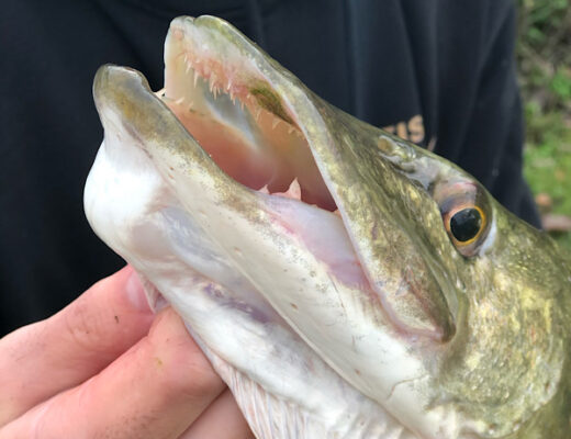 Autumn Pike