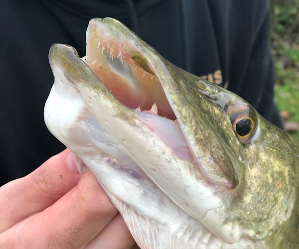 Autumn Pike