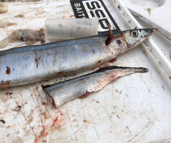 Bluey Bait