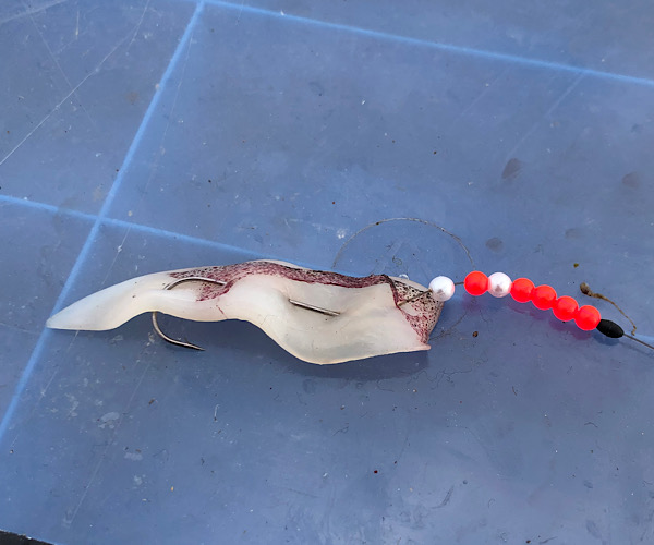 Squid Bait