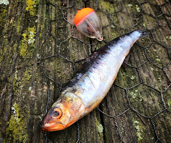 Sardine Pike Fishing