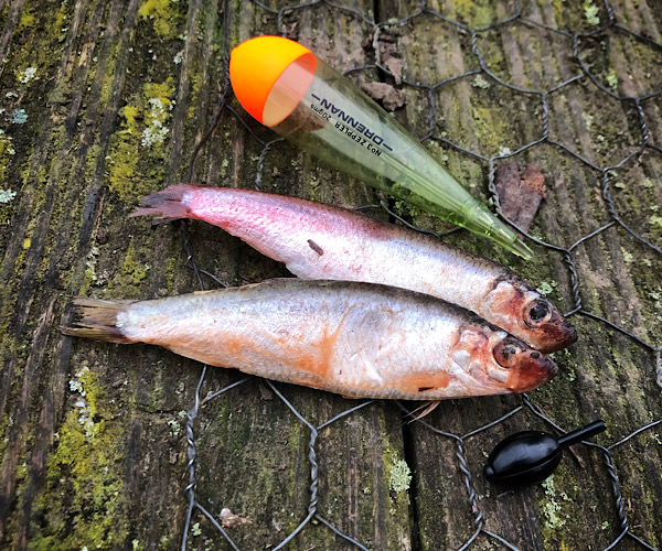 Sprats Deadbait