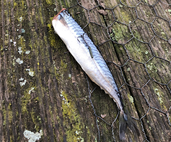 Half Mackerel Pike Deadbait