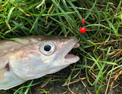River Crouch Whiting