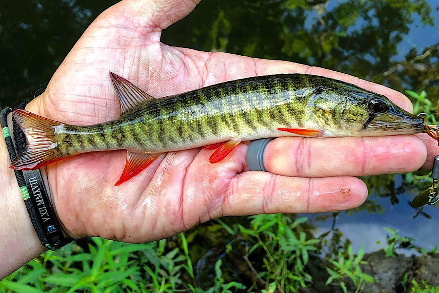 Red Fin Pickerel