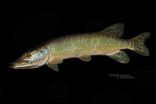 Aquitanian Pike