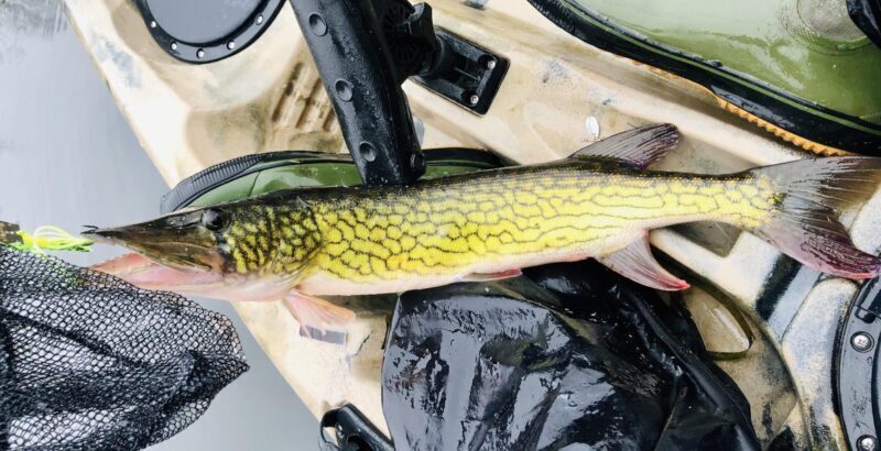 Chain Pickerel Pike Species