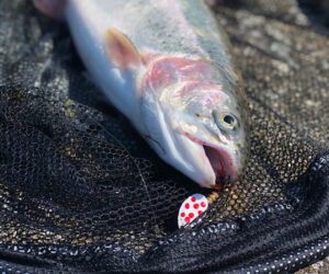 Rainbow Trout