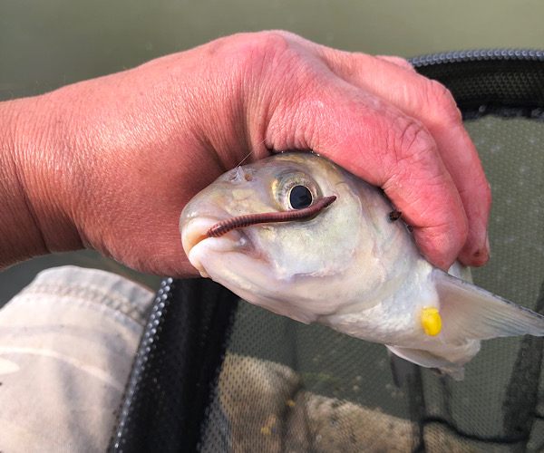 Bream Redbridge Lakes
