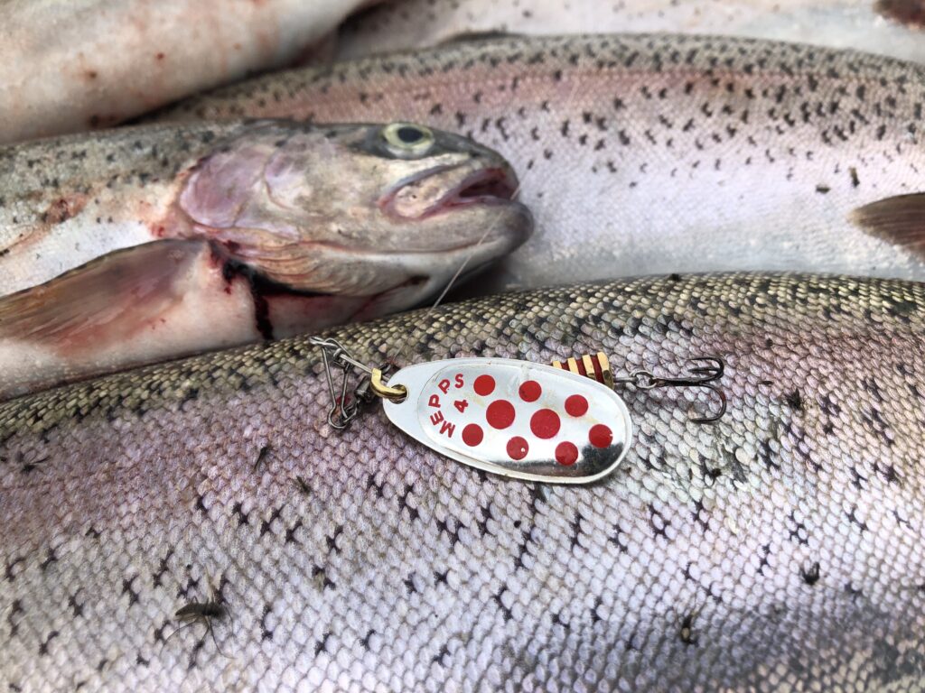 Trout with a spinner