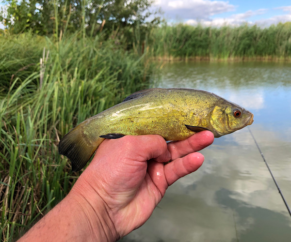 Tench Redbridge Lakes