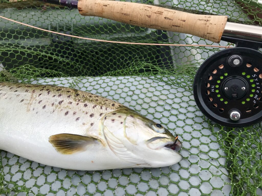 Brown Trout with a rod and reel