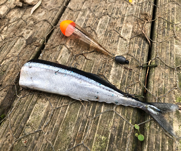 Pike fishing rig