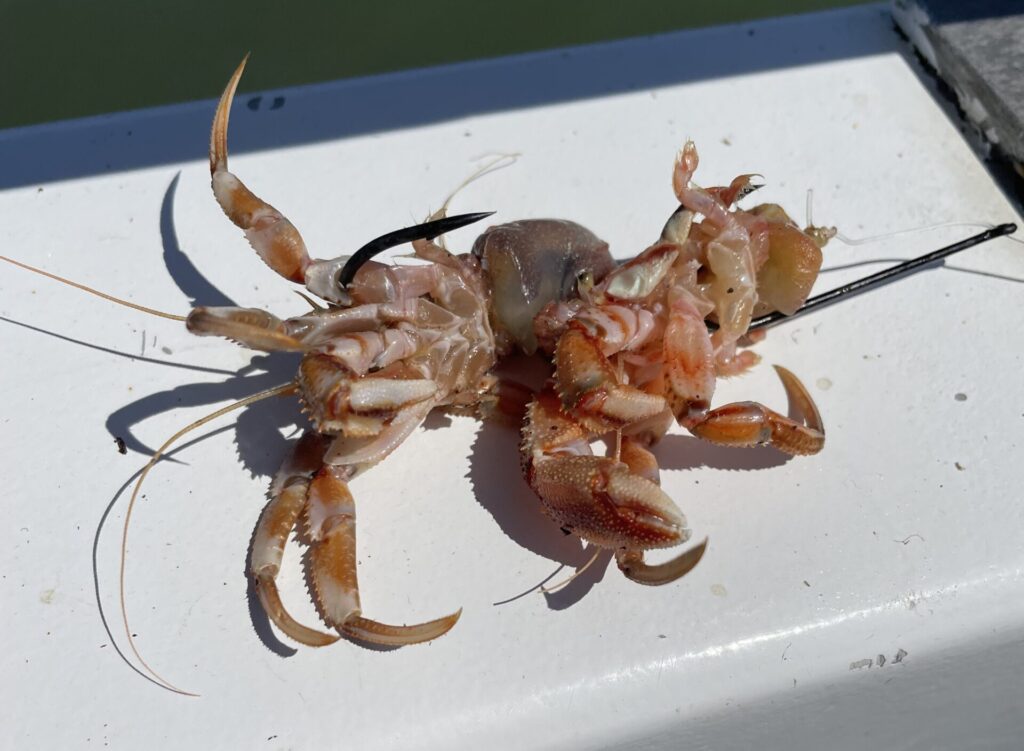 Hermit crab on a hook