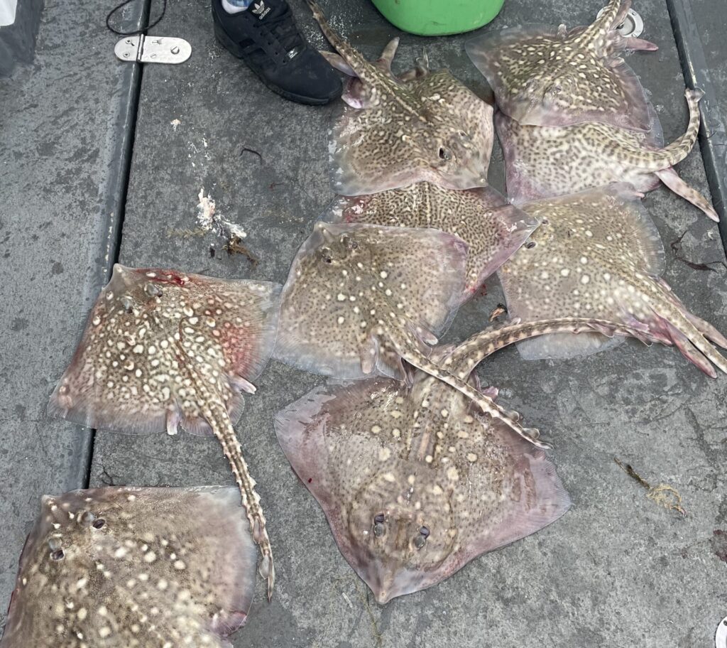 Fishing for thornback rays and here is the result. A catch of skate laying on the boat deck