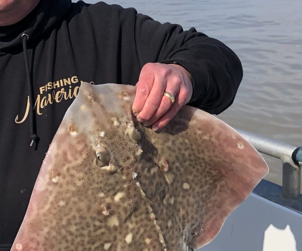 Man holding a ray fish