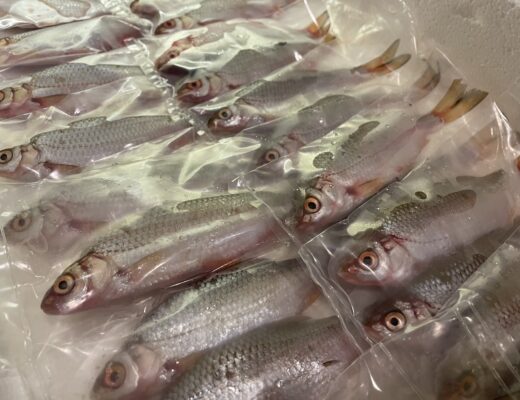Pike fishing roach deadbaits