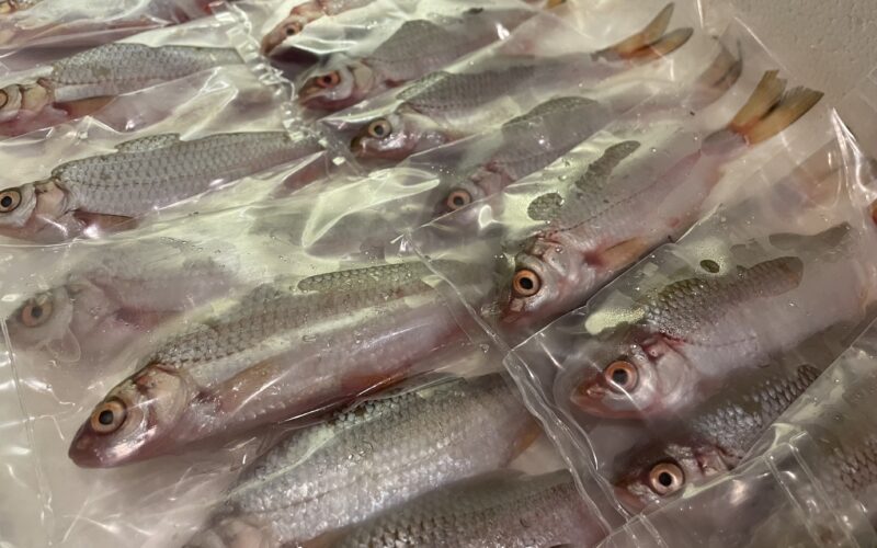 Pike fishing roach deadbaits