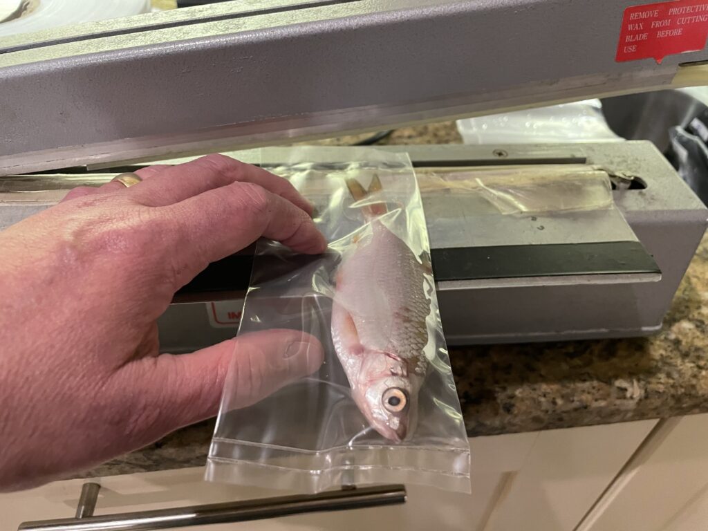 Heat sealing a roach dead bait