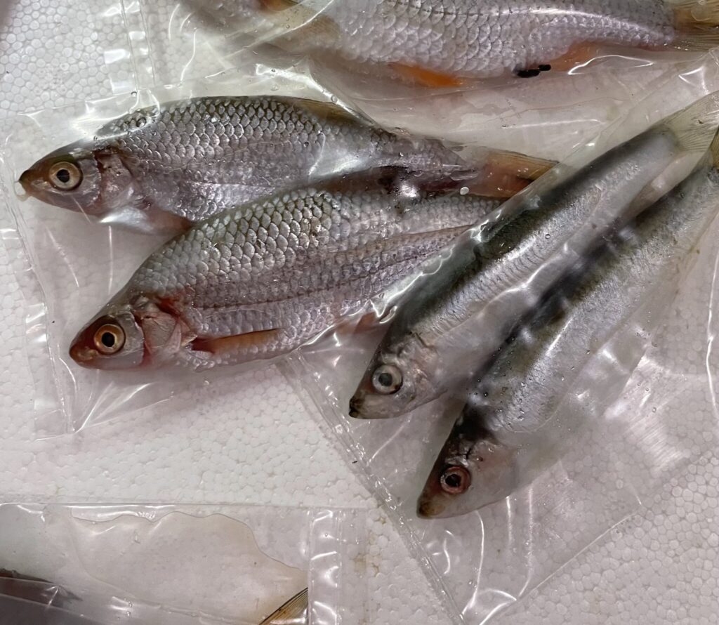 storing deadbaits in bags