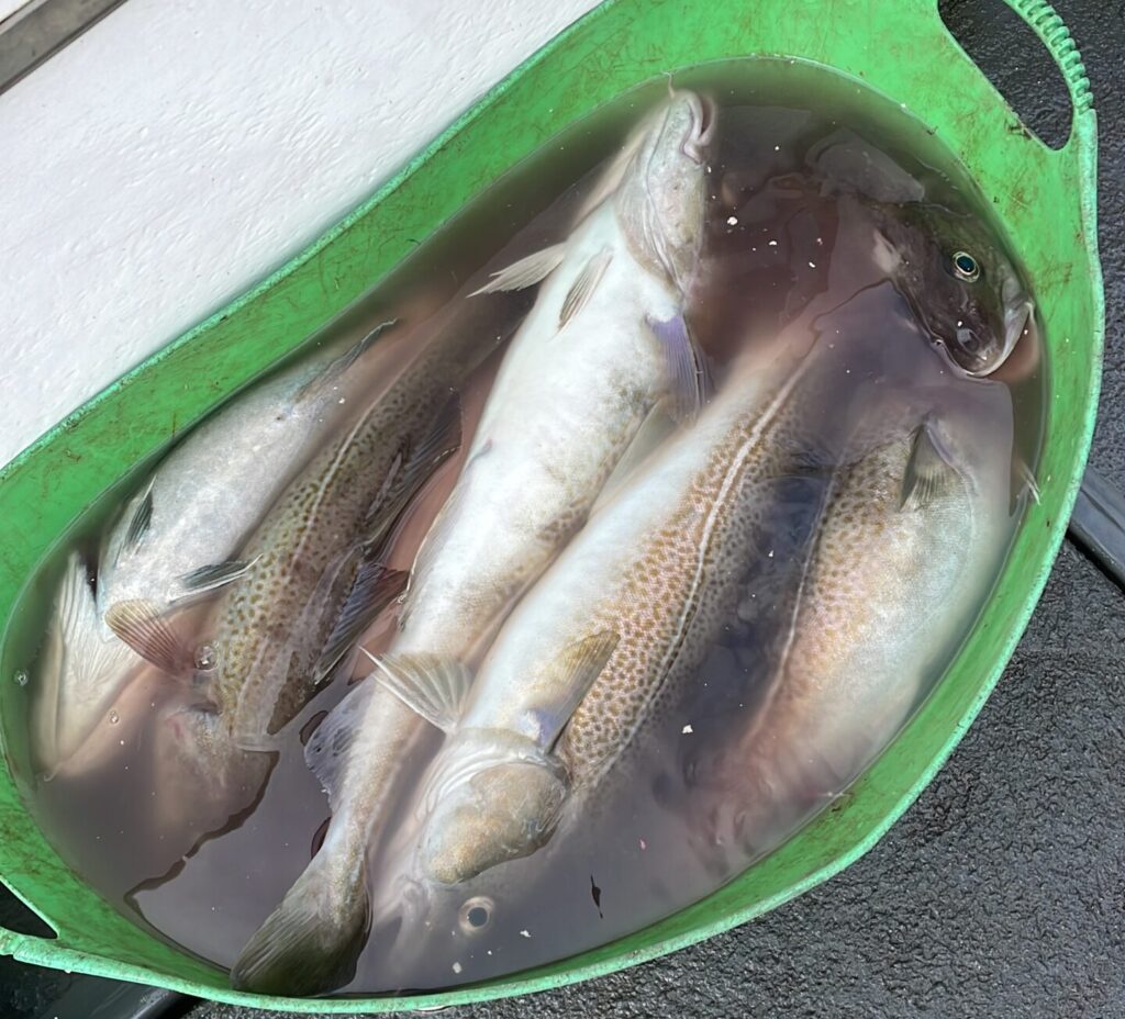 Bucket with cod fish in it