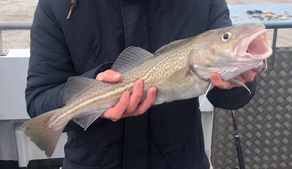 Man holding a cod fishing